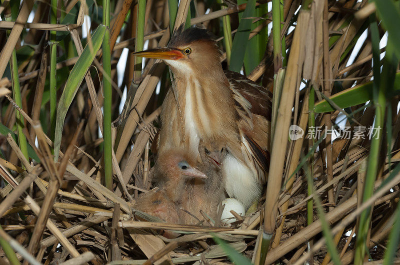 小卤水(Ixobrychus minutus)